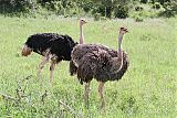 Common Ostrichborder=